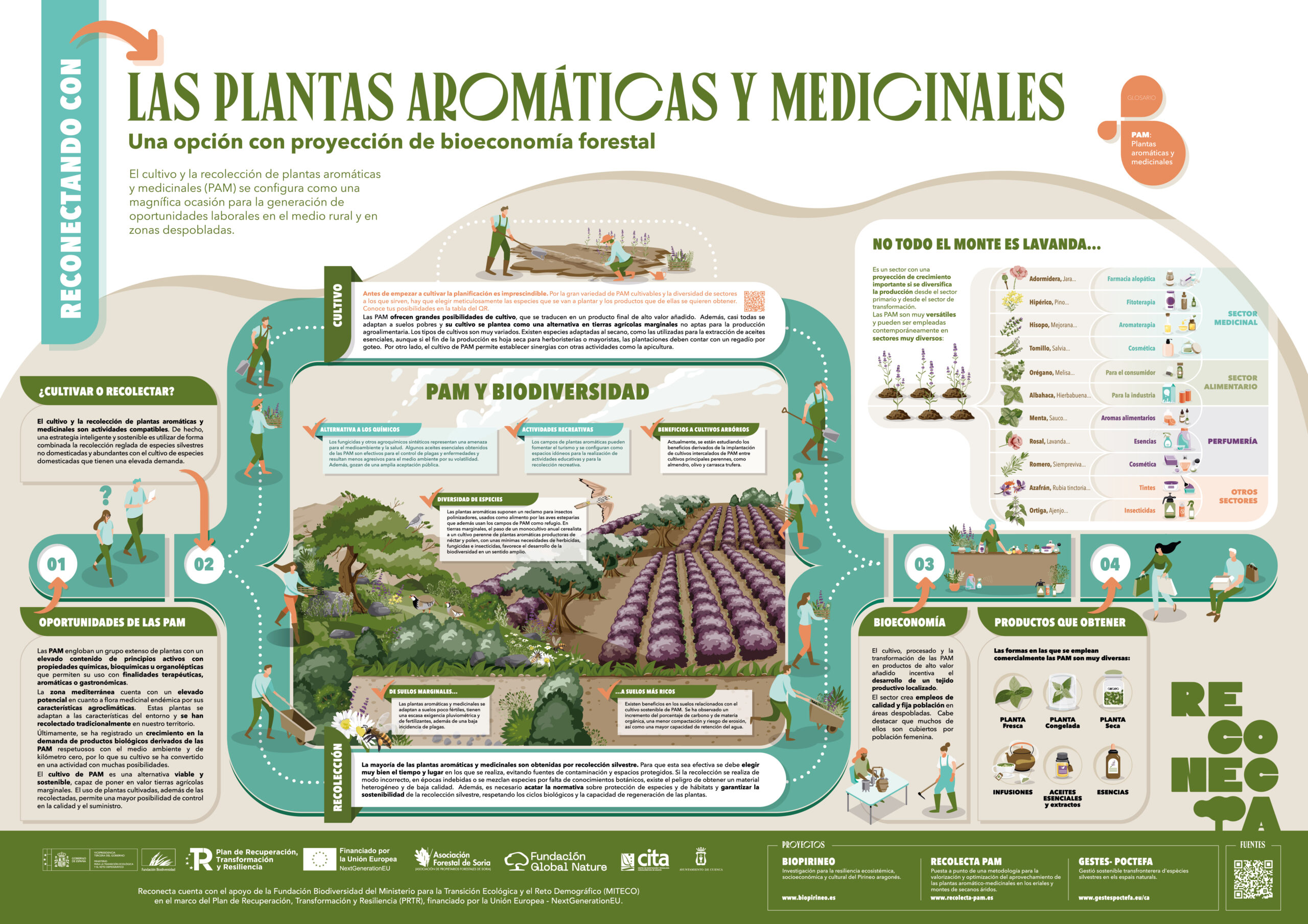 Las Plantas Aromáticas