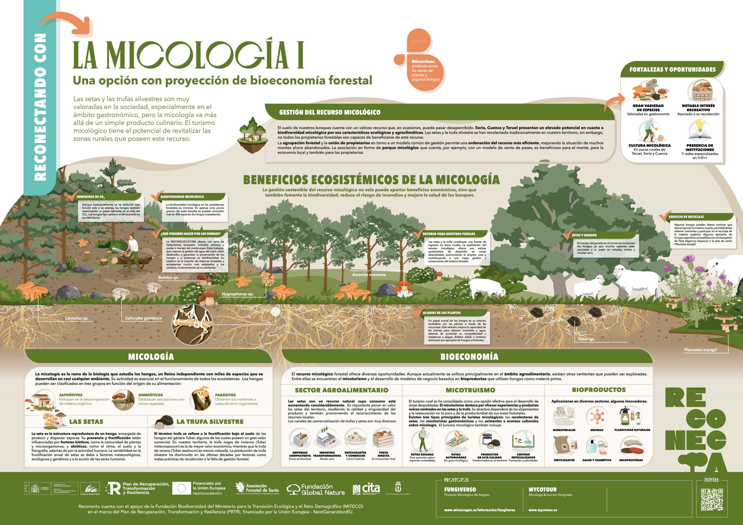 Micologia A
