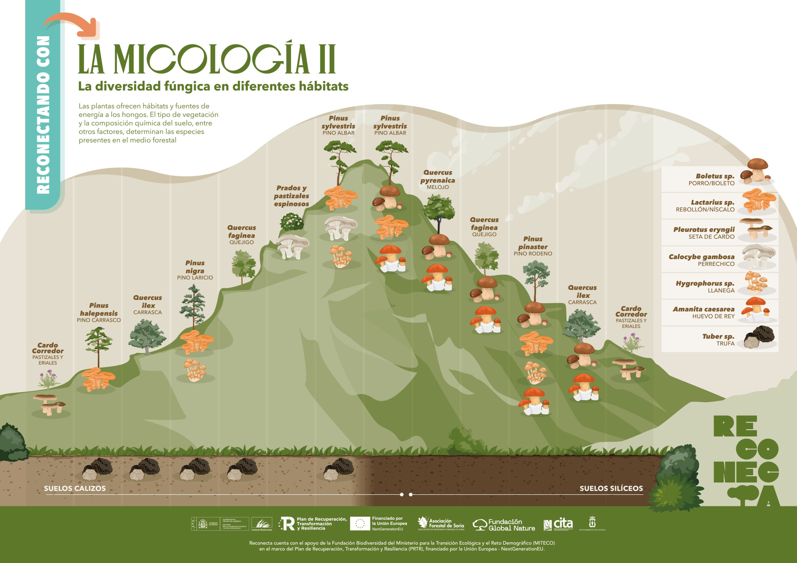 Micologia B